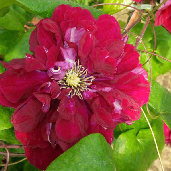 Clematis 'Olympia' - QT Pot - Image 3