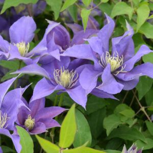 Clematis Olympia