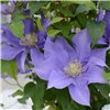 Clematis Olympia