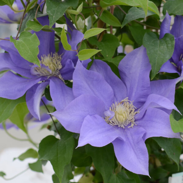 Clematis Olympia