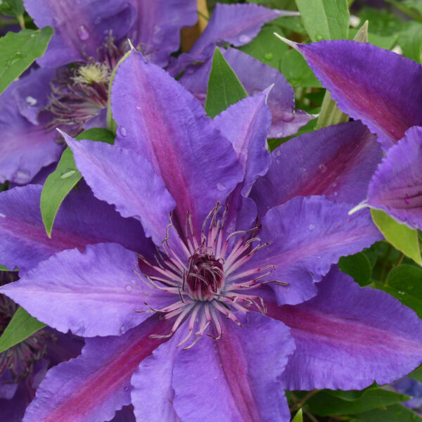 Clematis 'Paulie'