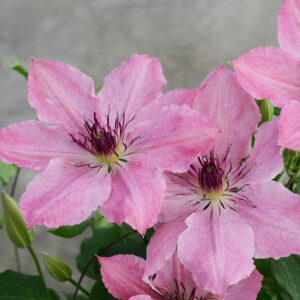 Sarah Elizabeth™ Clematis