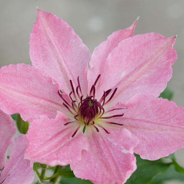 Sarah Elizabeth™ Clematis