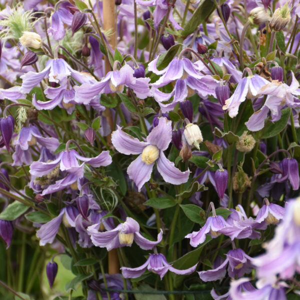 'Stand By Me Lavender' clematis