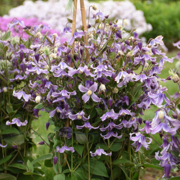 'Stand By Me Lavender' clematis