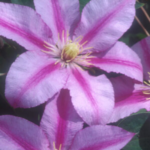 Clematis SUGAR CANDY™