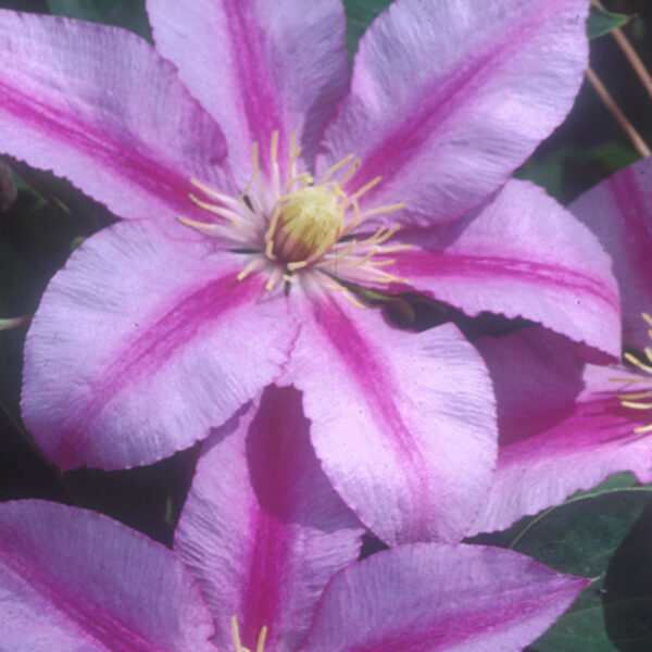 Clematis SUGAR CANDY™