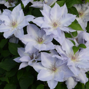 BOULEVARD® TRANQUILITE™ Clematis