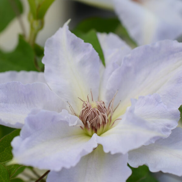 BOULEVARD® TRANQUILITE™ Clematis