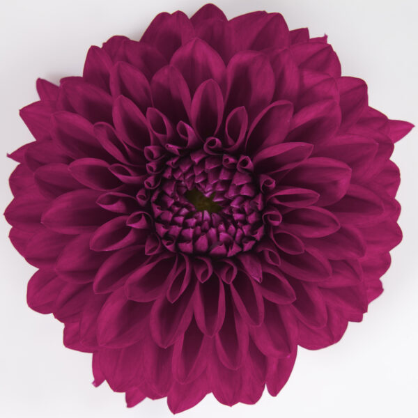 DALINA® Grande Castillo Dahlia