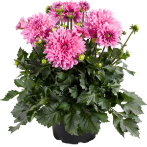 Dalina® Grande Cozumel Dahlia - Annual