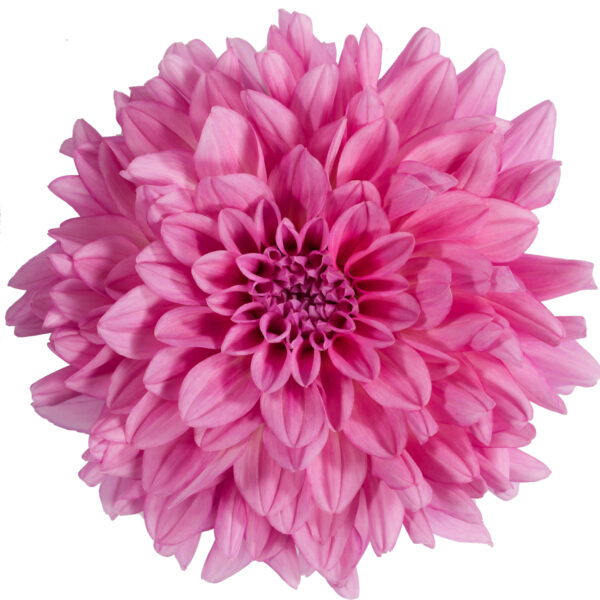 Dalina® Grande Cozumel Dahlia - Annual