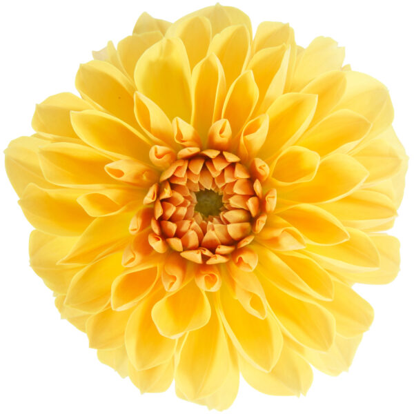 DALINA® Grande Romero Dahlia