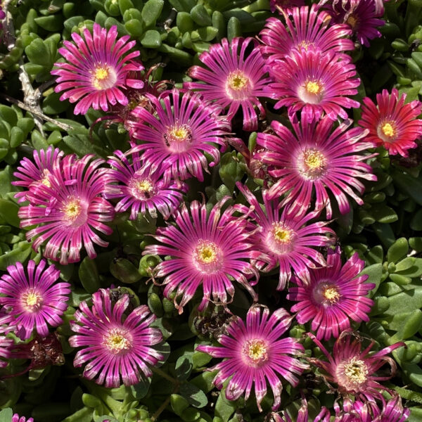 Delosperma GRANITA® Raspberry