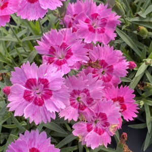 Dianthus 'Paint the Town Fancy'