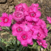 Dianthus 'Paint the Town Fancy'