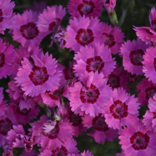 Dianthus 'Paint the Town Fancy'