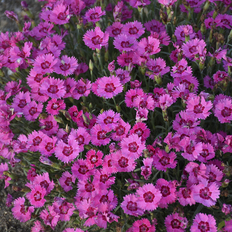 Dianthus 'Paint the Town Fancy' Garden Crossings