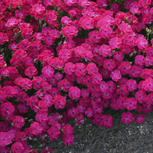 Dianthus 'Paint the Town Red'