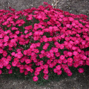 Dianthus 'Paint the Town Red'