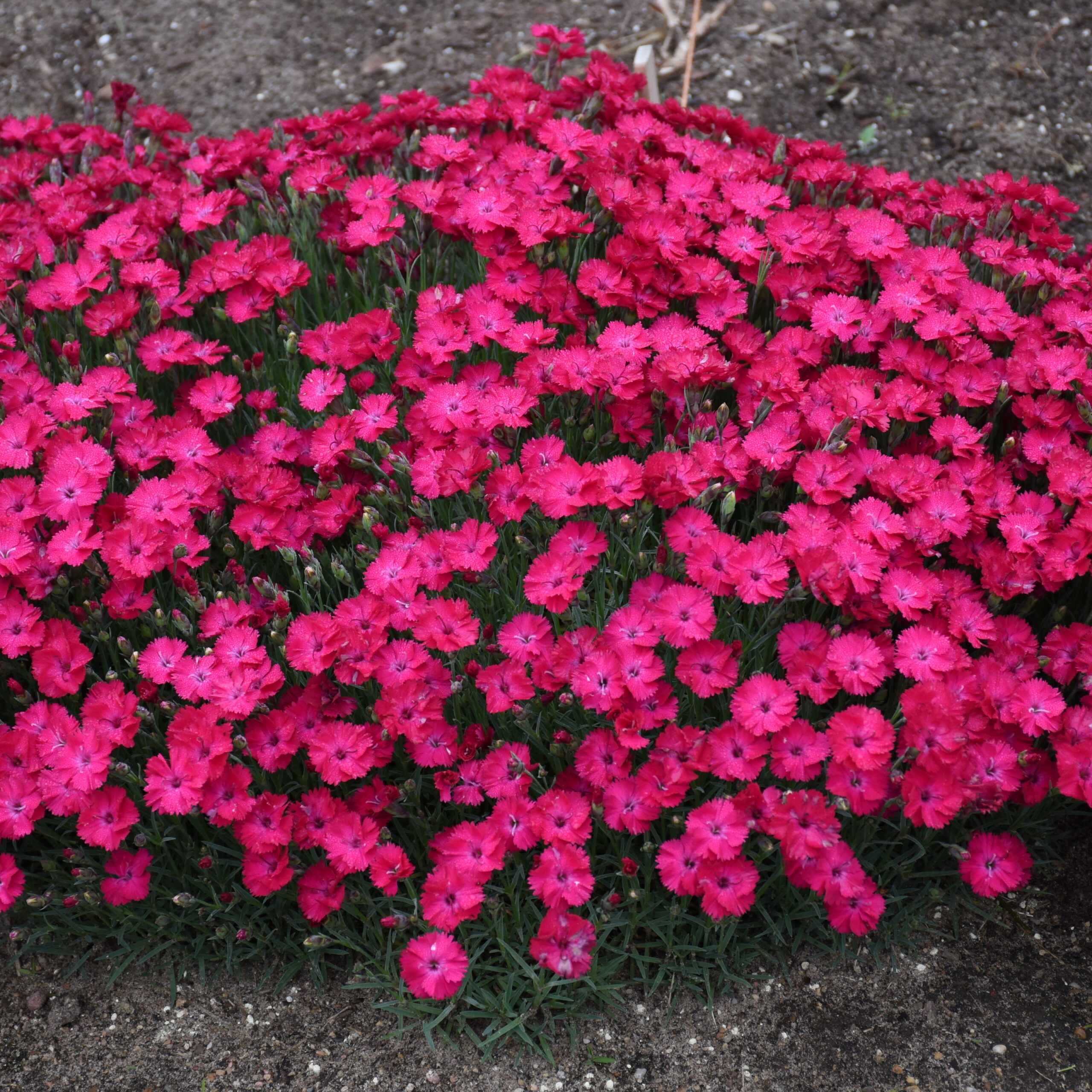 Dianthus 'Paint the Town Red' - Garden Crossings