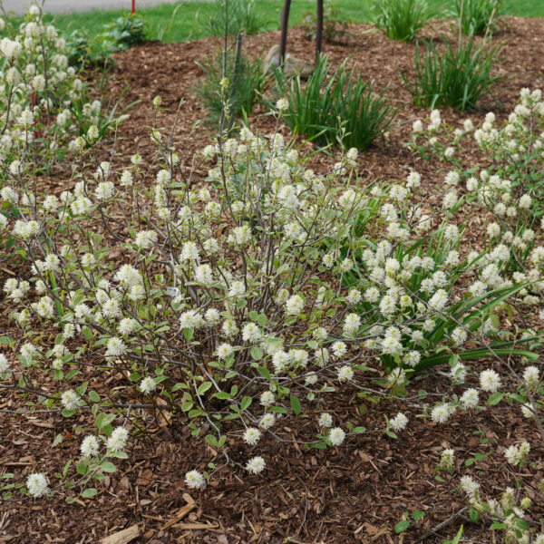 Fothergilla LEGEND OF THE SMALL® - Shrub