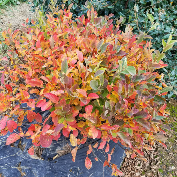 Fothergilla LEGEND OF THE SMALL® - Shrub