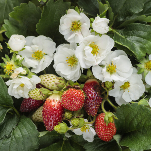 BERRIED TREASURE® White Fragaria