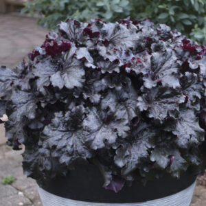 Heuchera DRESSED UP™ 'Evening Gown'