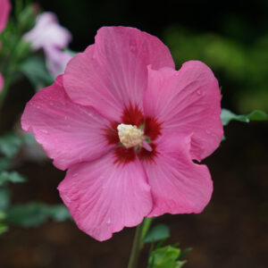 PARAPLU ROUGE™ Rose of Sharon (Hibiscus)