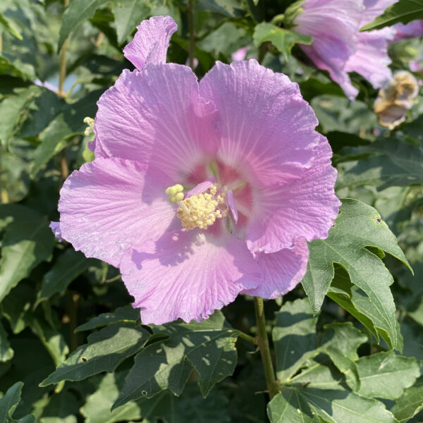 POLLYPETITE® Rose of Sharon (Hibiscus)