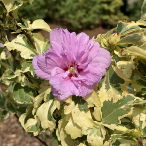 SUGAR TIP® Gold Hibiscus