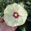Hibiscus SUMMERIFIC® French Vanilla - Perennial