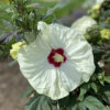 Hibiscus SUMMERIFIC® French Vanilla - Perennial