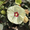 Hibiscus SUMMERIFIC® French Vanilla - Perennial