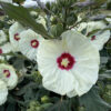 Hibiscus SUMMERIFIC® French Vanilla - Perennial