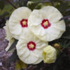 Hibiscus SUMMERIFIC® French Vanilla - Perennial