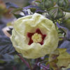 Hibiscus SUMMERIFIC® French Vanilla - Perennial