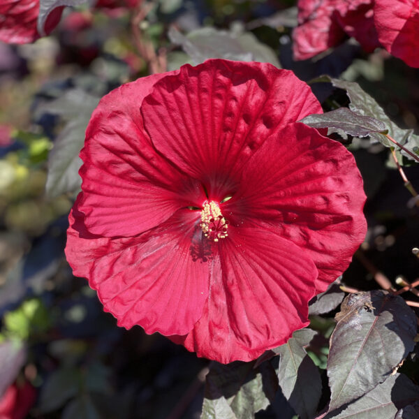 SUMMERIFIC® 'Holy Grail' Hibiscus - Image 9