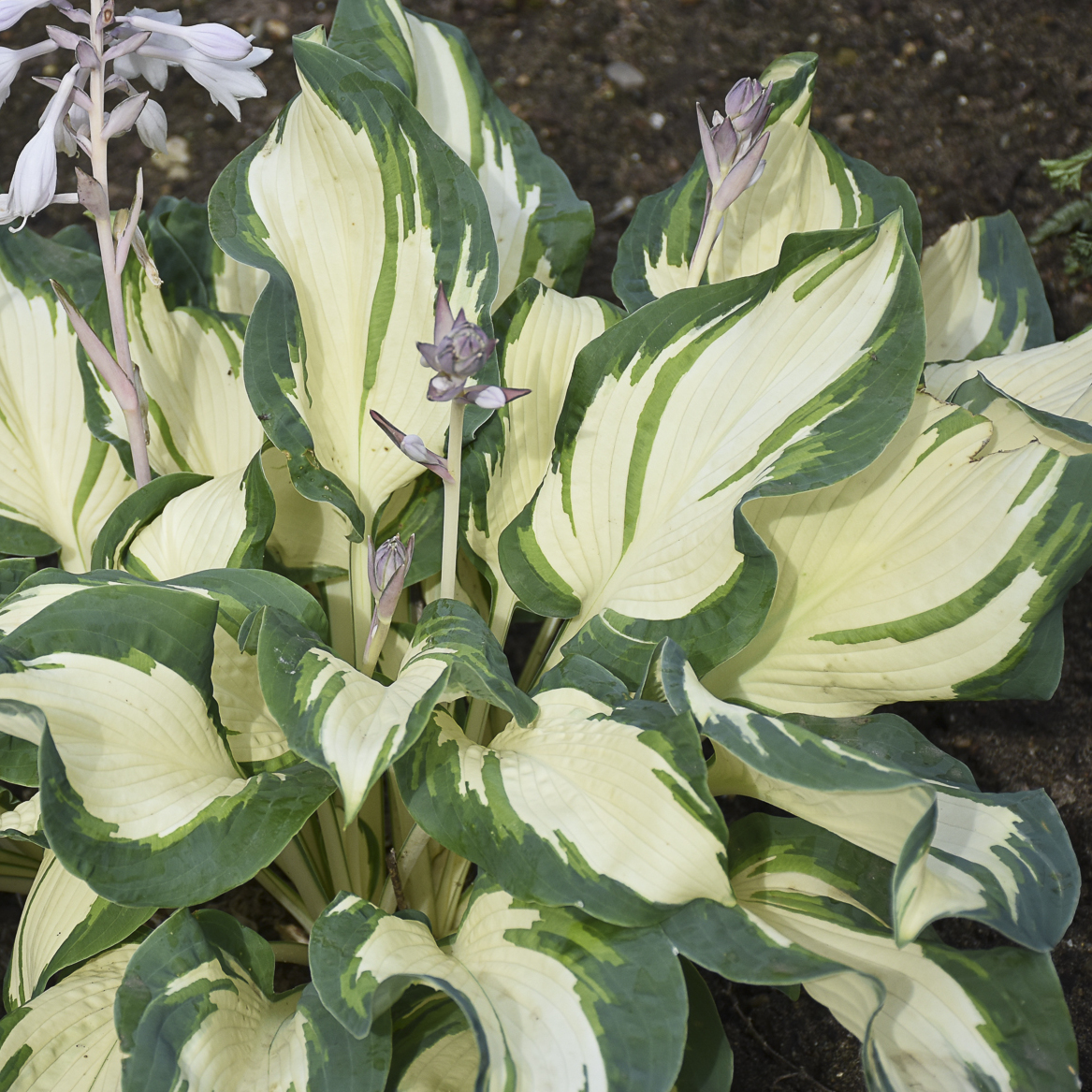 hosta_hans_hosta_wg_hoshn_01.jpg