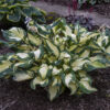 Hosta 'Hans' - Image 3