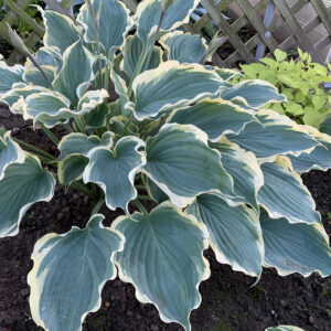 SHADOWLAND® 'Hope Springs Eternal' Hosta