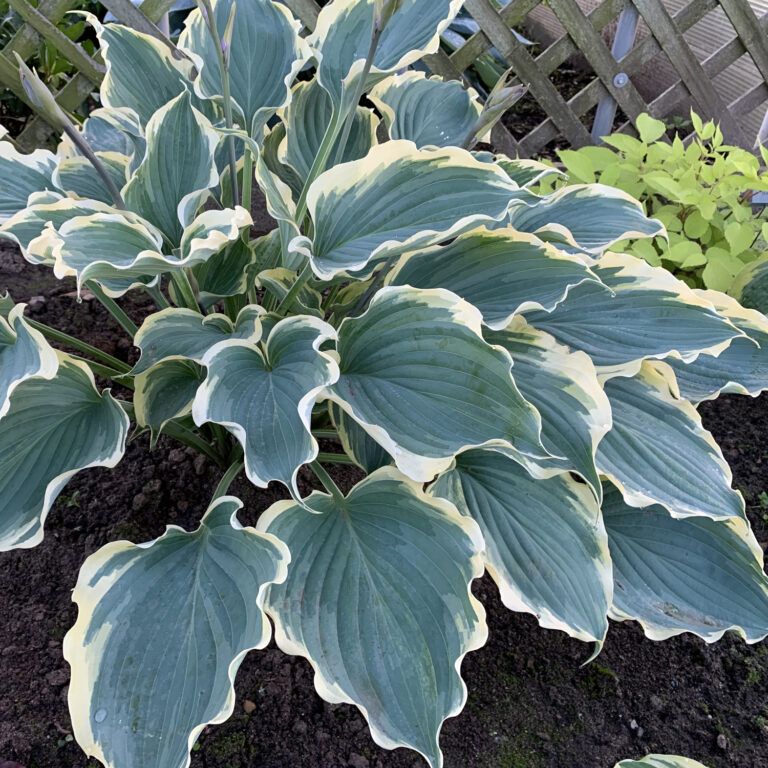 Hosta SHADOWLAND® 'Hope Springs Eternal' Garden Crossings