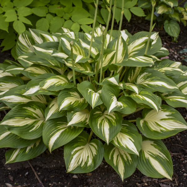 SHADOWLAND® 'Miss America' Hosta