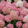 Hydrangea Fire Light Tidbit®