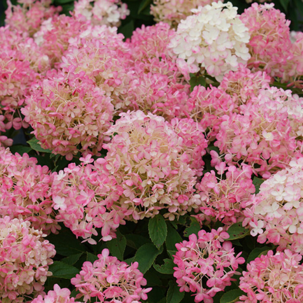 Hydrangea Fire Light Tidbit®