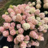 Hydrangea Fire Light Tidbit® - Image 3