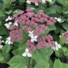 Hydrangea INVINCIBELLE LACE®
