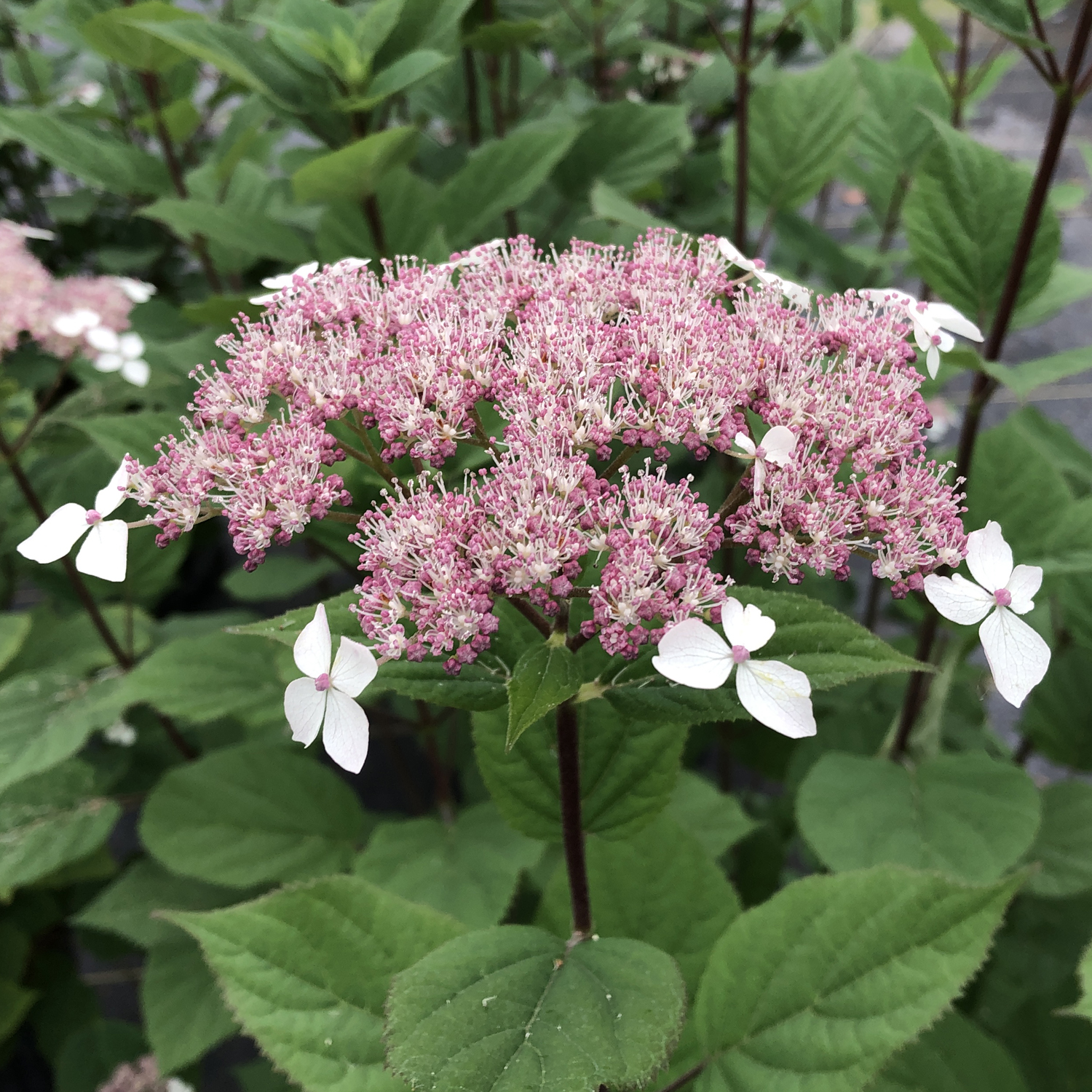 Image of Hydrangea invincibelle lace foliage