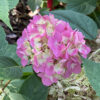 LET'S DANCE ¡Arriba!® Hydrangea - Image 2